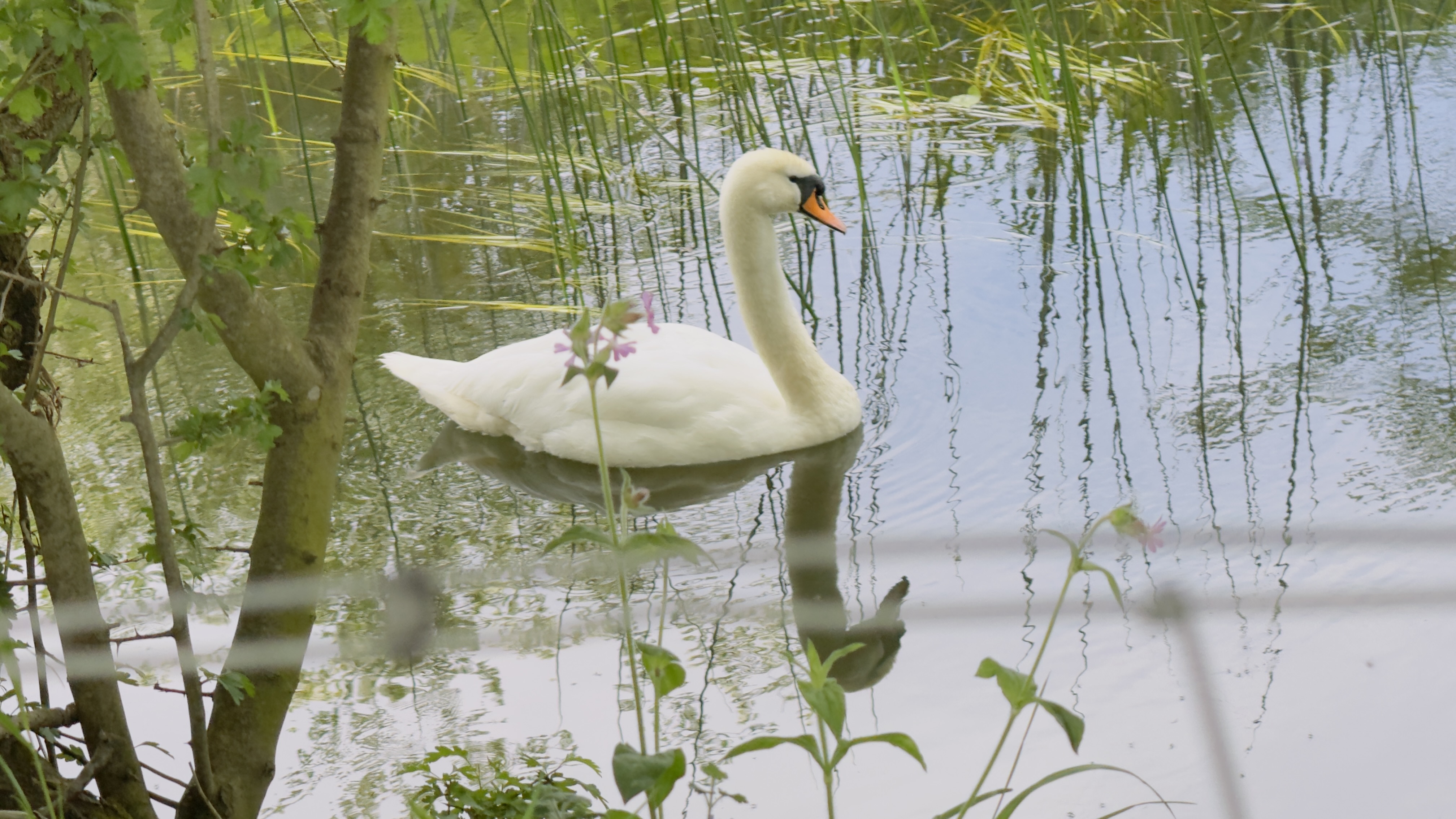 White swan arriving across calm water beside green reeds