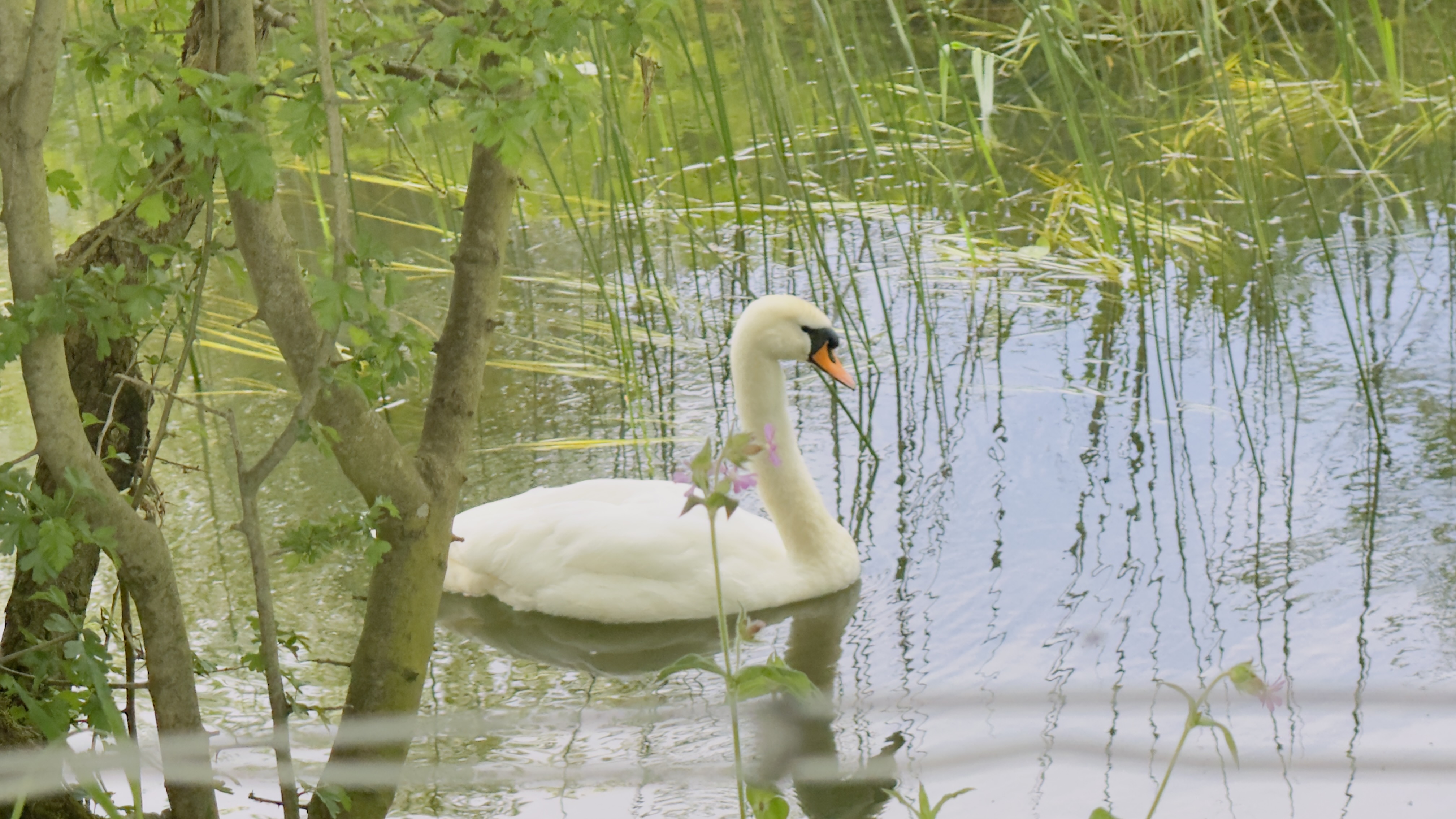 A swan drifting across dark water at the edge of a reed bed