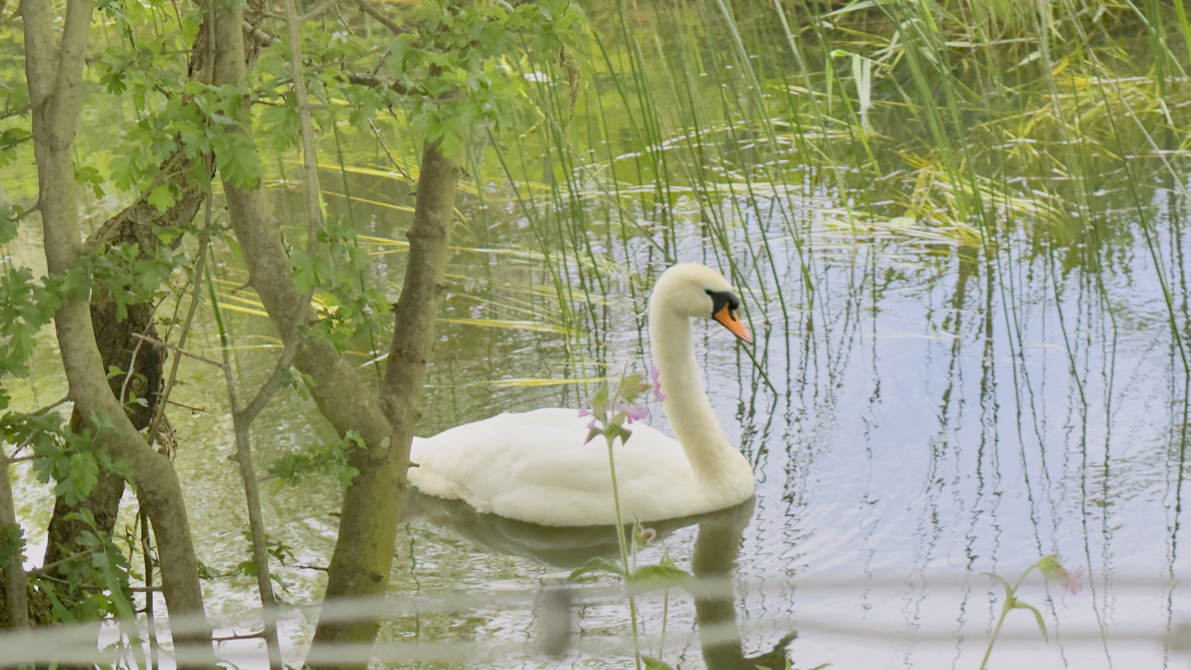 Close wildlife portrait of a swan and its reflection in the water