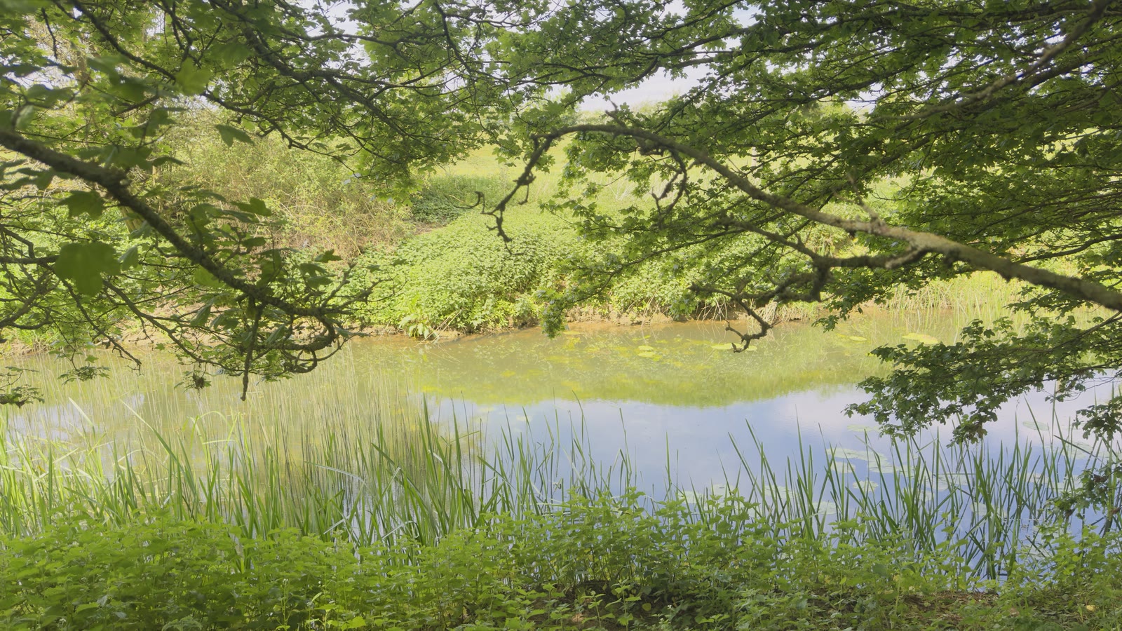 Pond seen through a dense canopy of green leaves and low branches