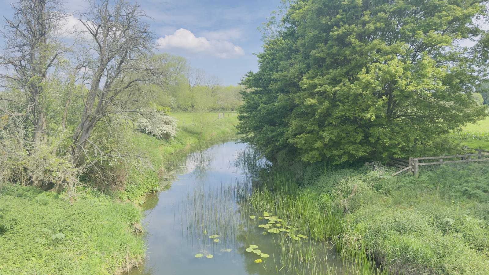 Country pond edged with reeds and trees beneath a blue spring sky