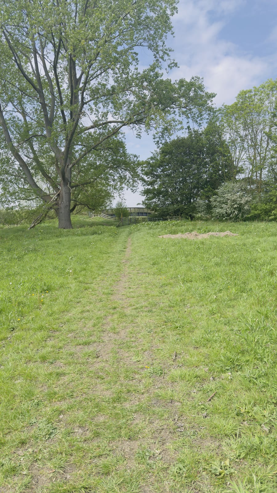 Narrow grass trail crossing a bright meadow beneath a tall tree