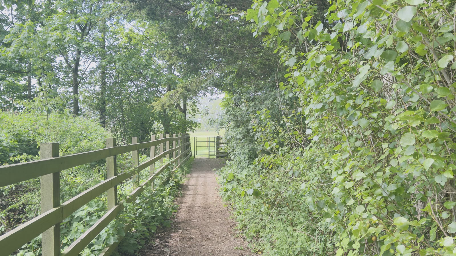 A woodland path leading to a metal field gate