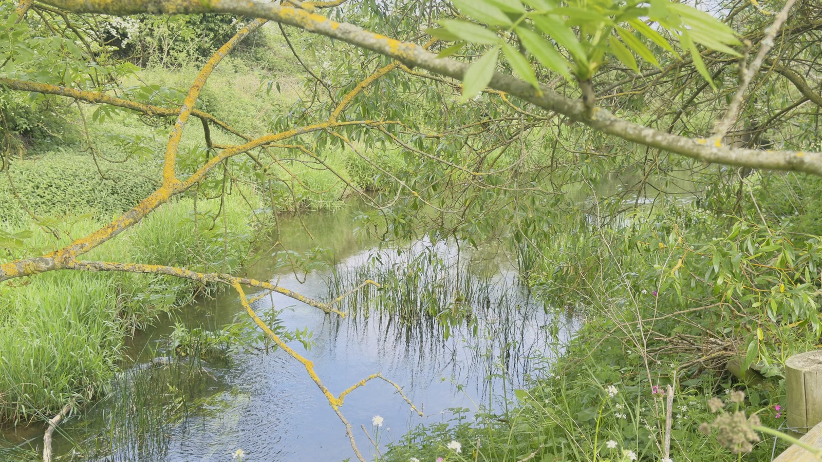 Yellow lichen tracing low branches over still water and green reeds