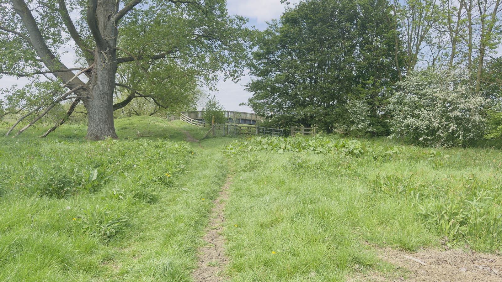 Grass footpath beneath mature trees leading towards a wooden footbridge
