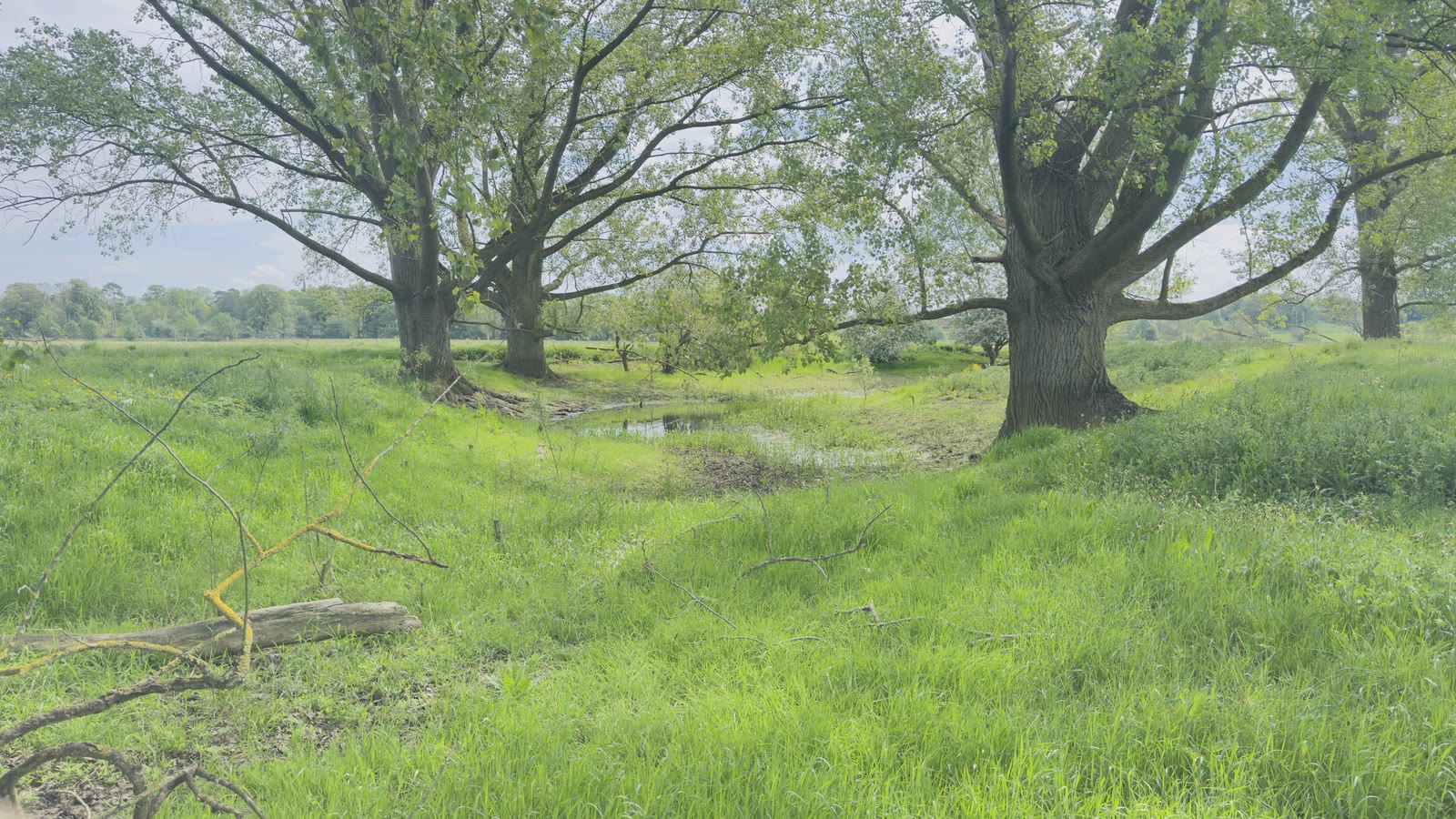 Mature spreading trees standing across a vivid green meadow