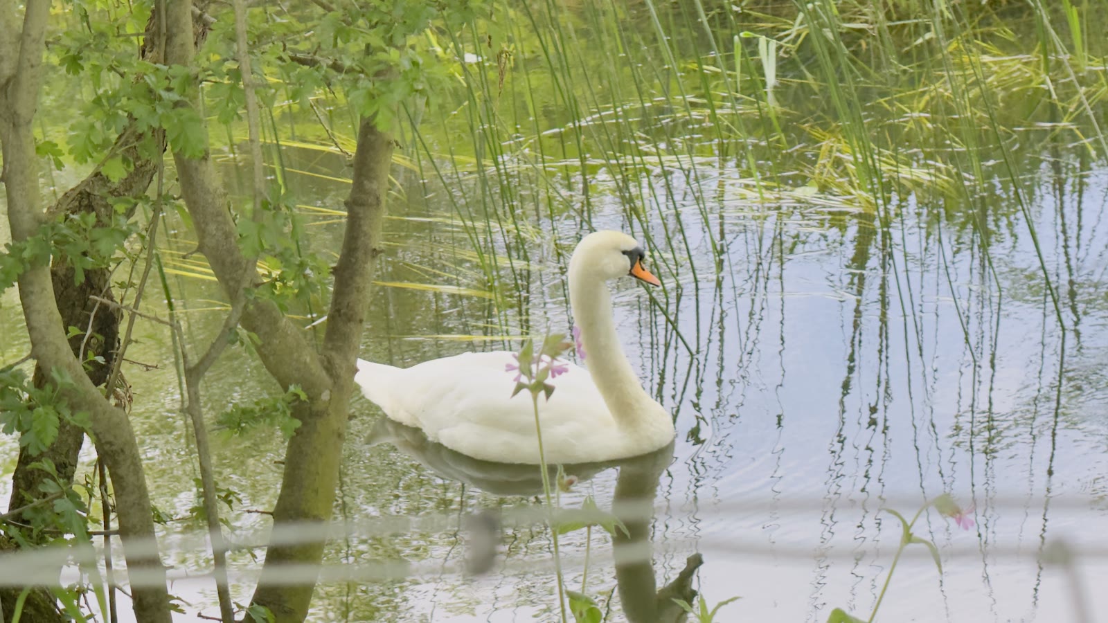 White swan gliding past waterside branches and reflected reeds